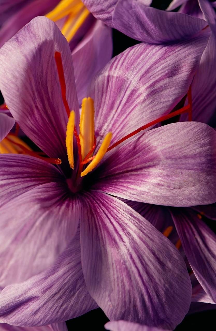 Persian Saffron — A Legacy of Light