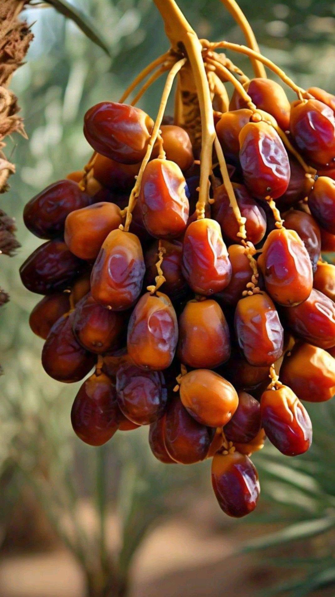 Persian Dates — Sweetness of the Oasis