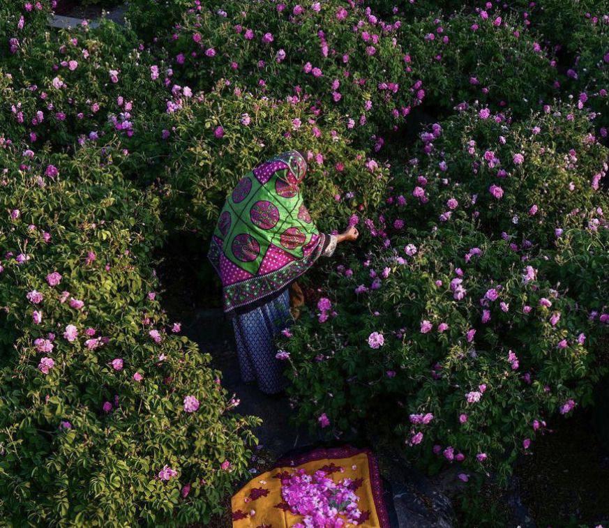 Persian Rosewater — Fragrance of Heritage