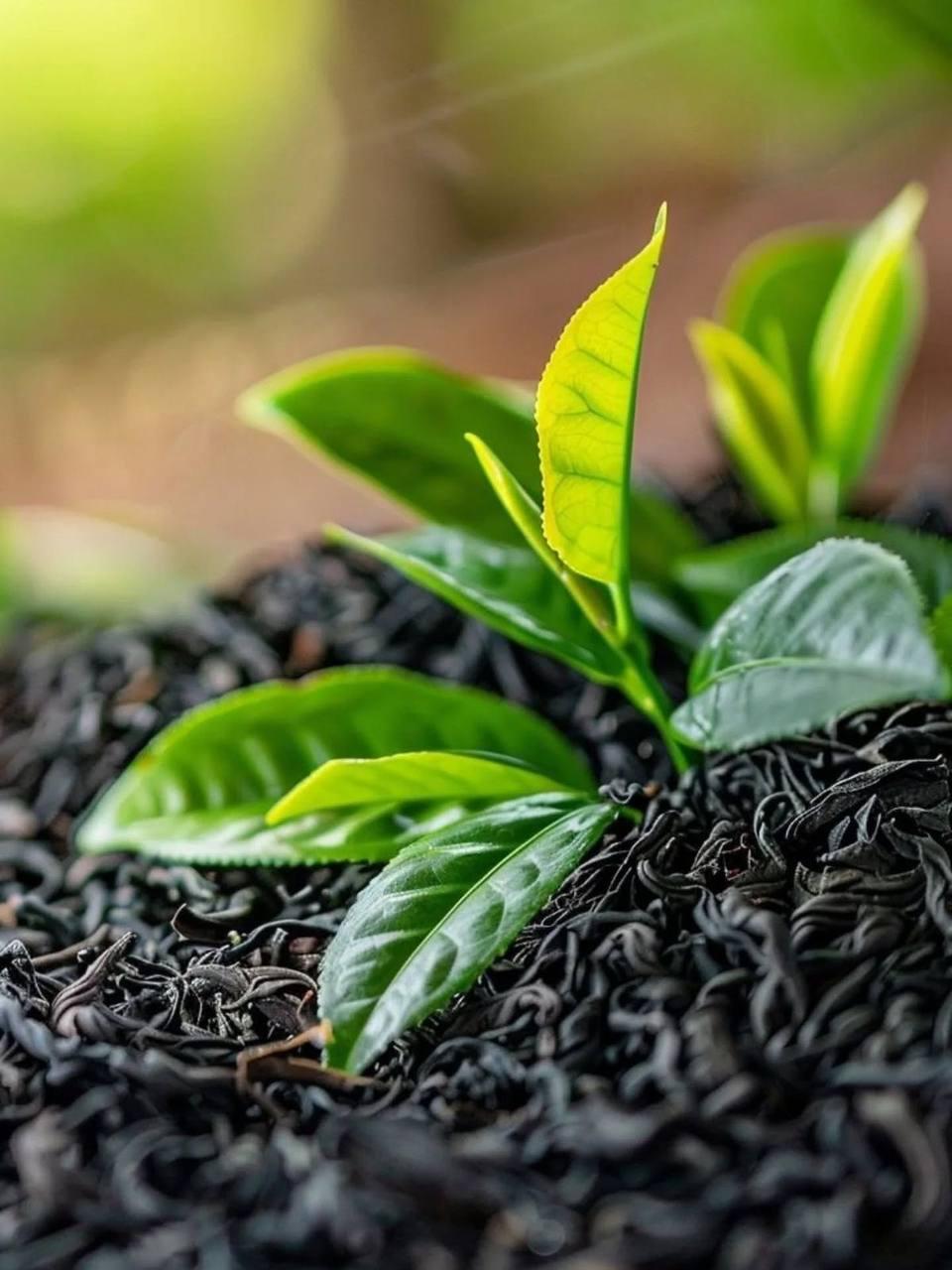 Color, Aroma, Balance